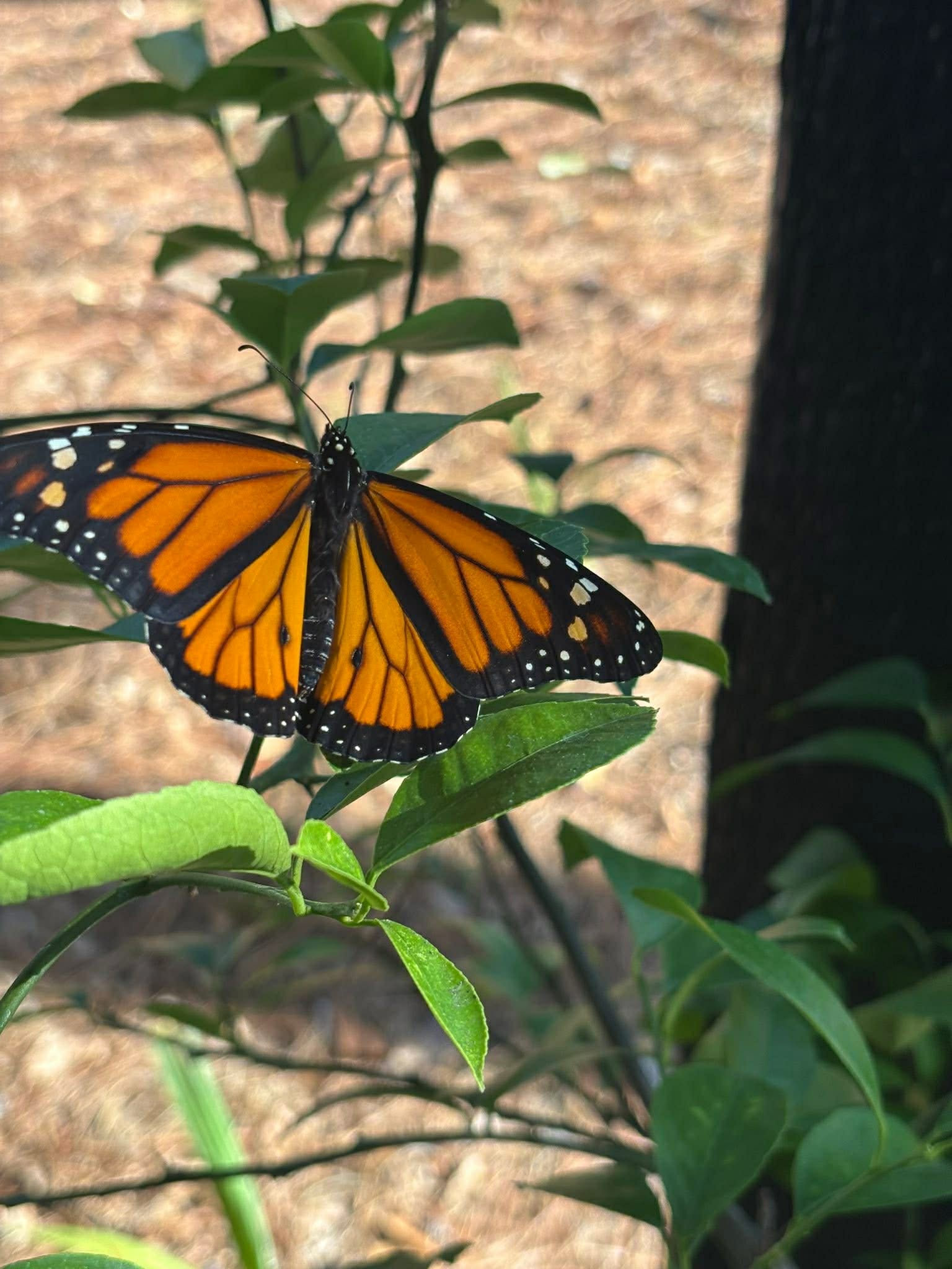 Metamorphosis - Healing Through Stories-Finding your purpose, Eight-week course